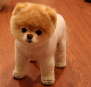 Cute Boo Dog sfondi gratuiti per iPad mini
