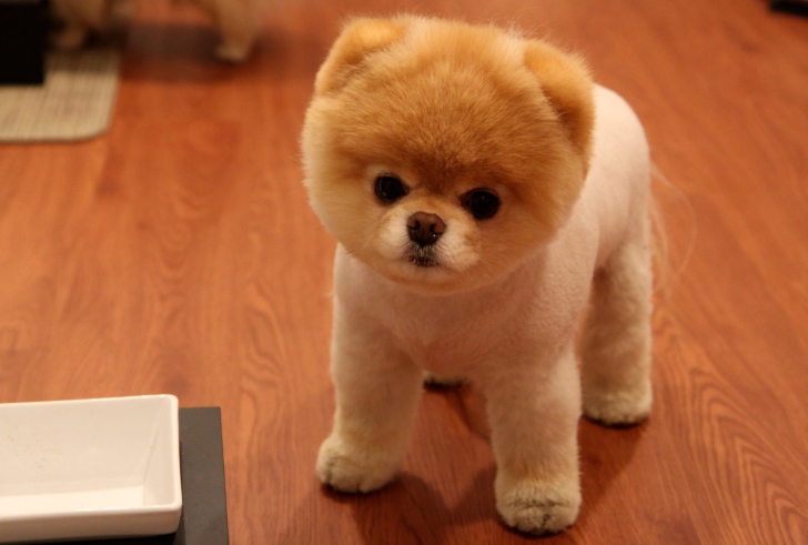 Fondo de pantalla Cute Boo Dog