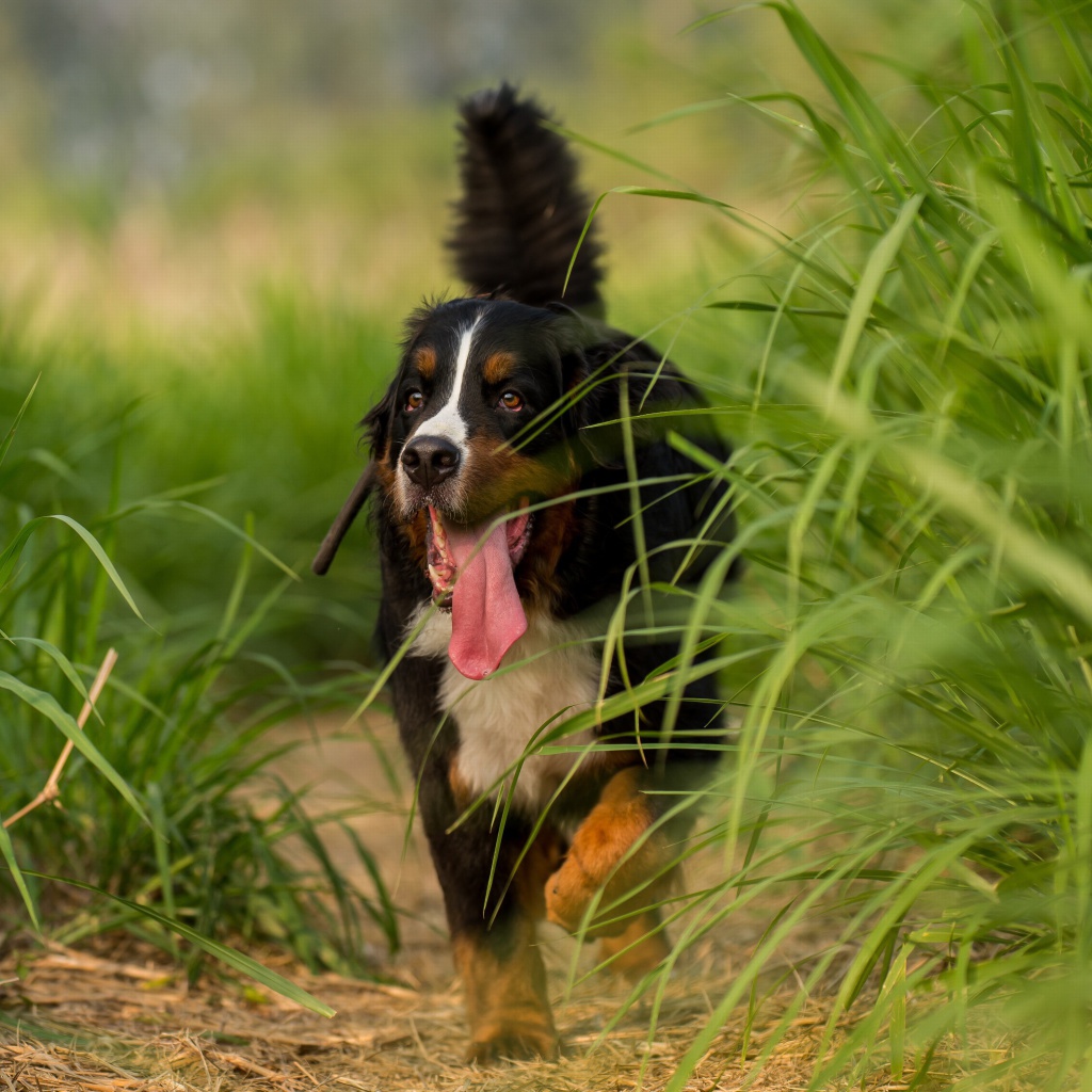 Das Big Dog in Grass Wallpaper 1024x1024