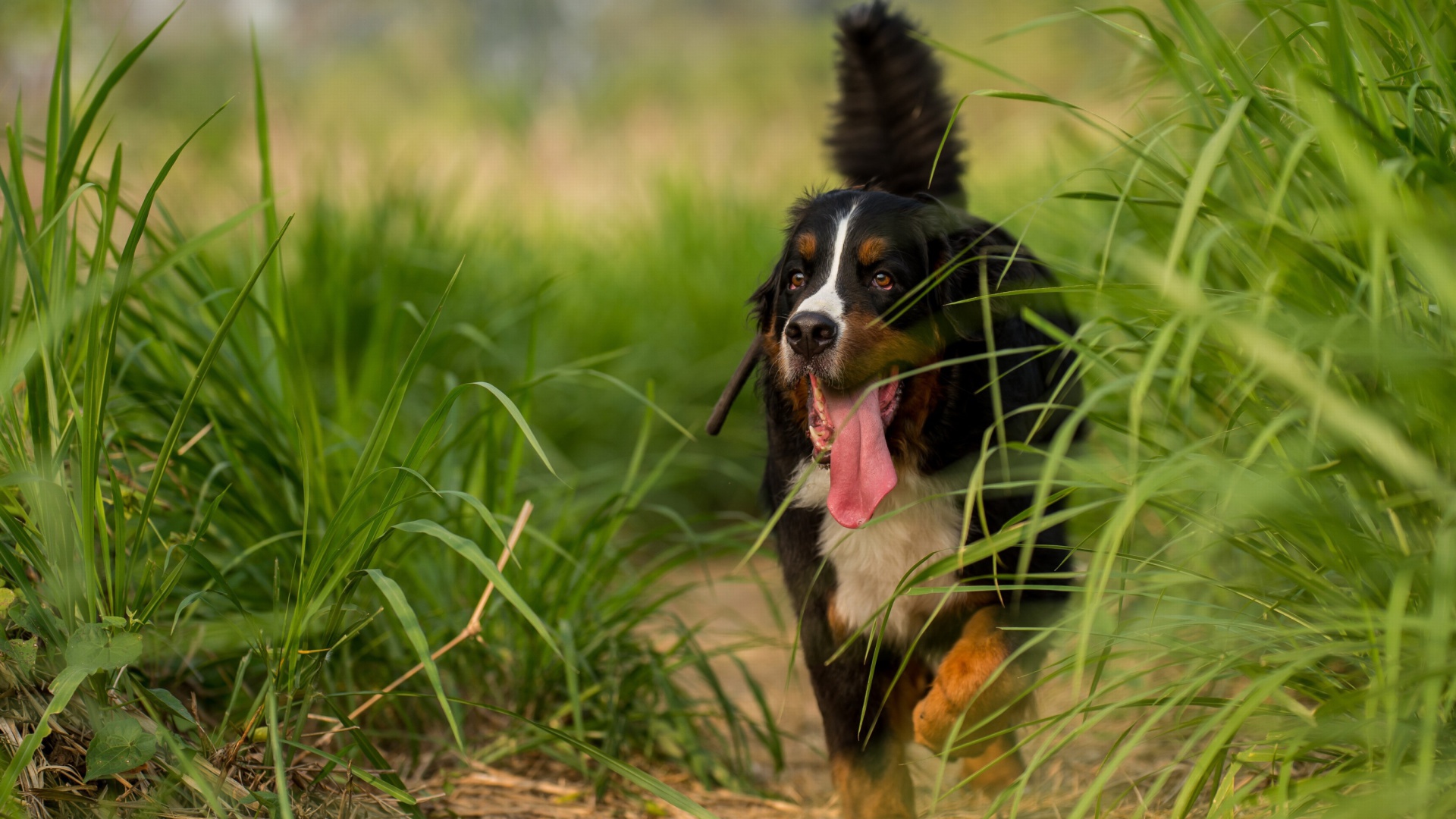 Das Big Dog in Grass Wallpaper 1920x1080