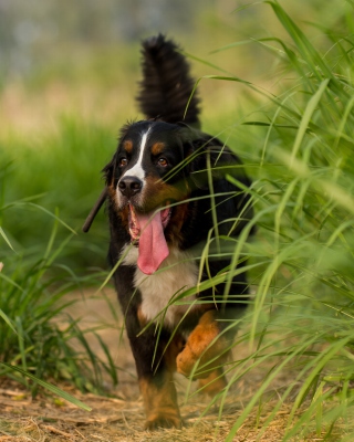 Free Big Dog in Grass Picture for 240x320