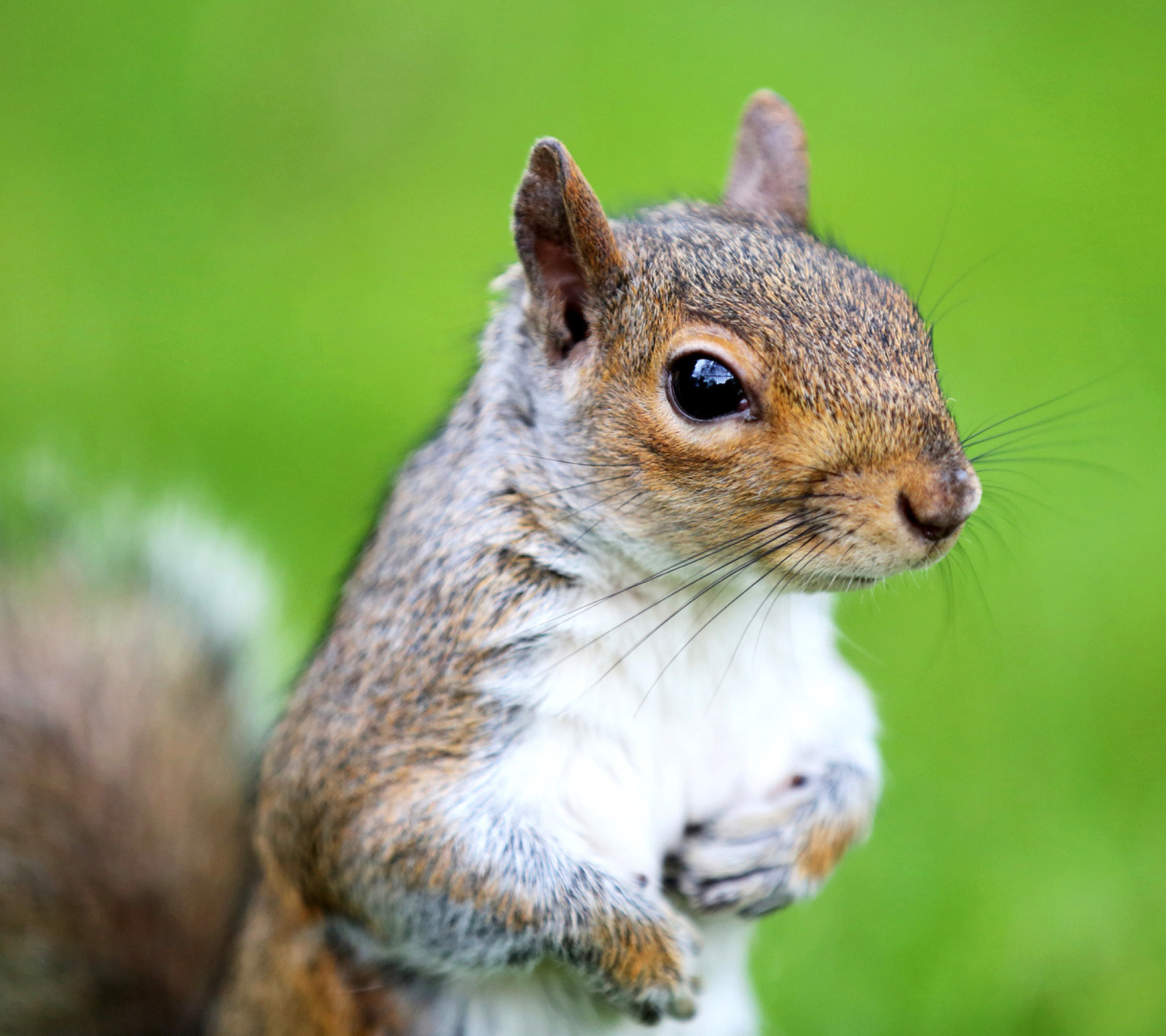 Обои Squirrel 1440x1280