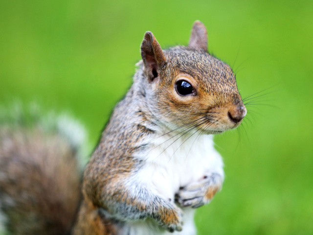 Das Squirrel Wallpaper 640x480