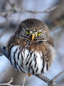 Sfondi Owl 132x176