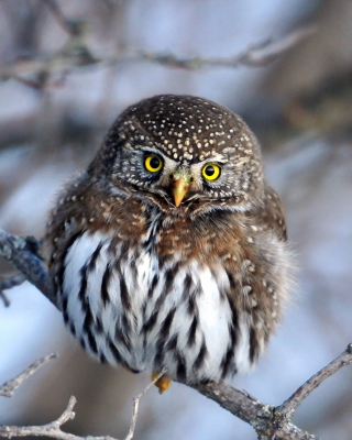 Owl - Obrázkek zdarma pro 640x1136