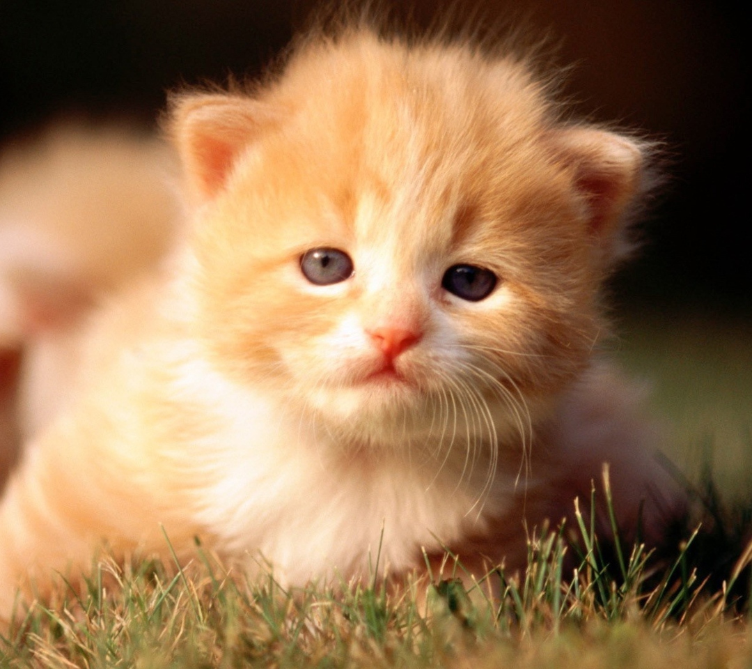 Cute Little Kitten wallpaper 1080x960