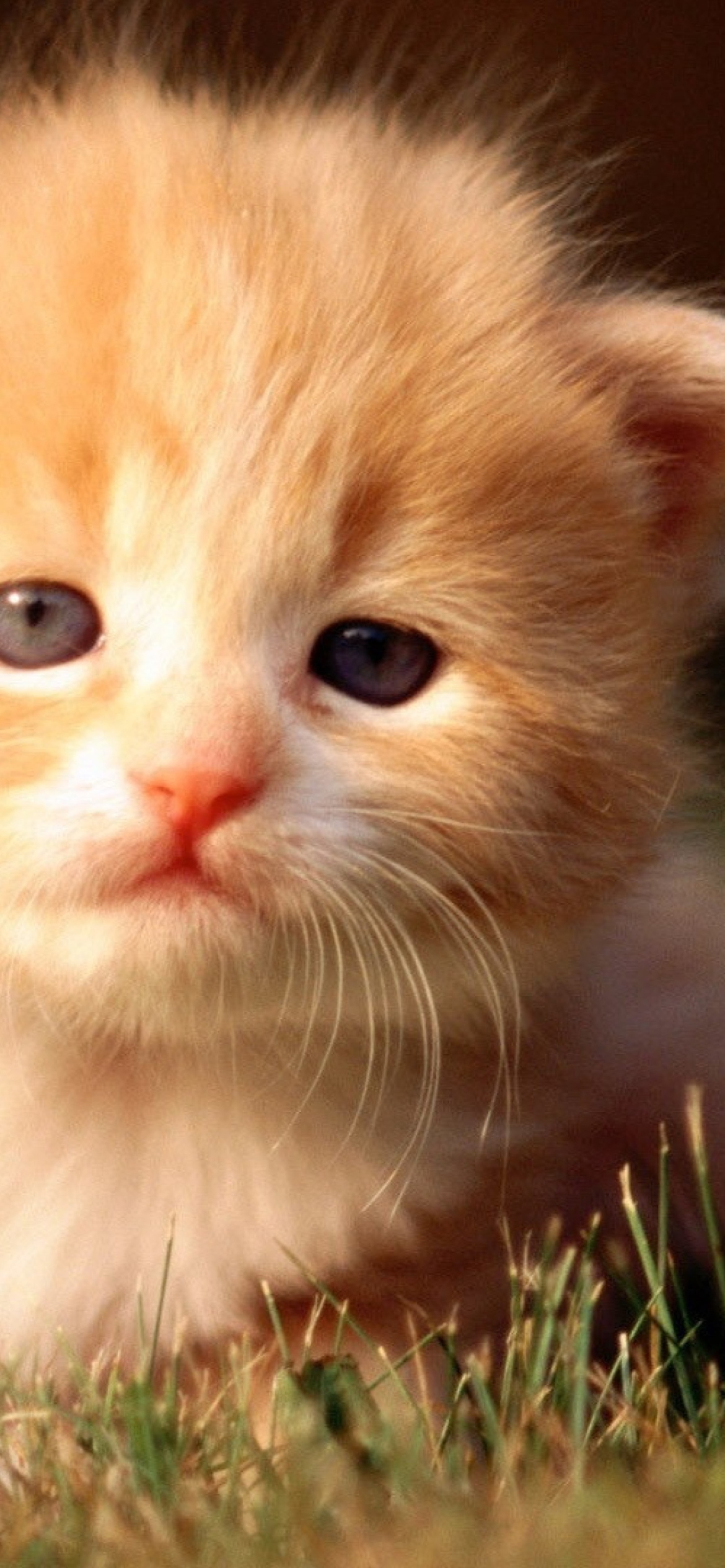 Sfondi Cute Little Kitten 1170x2532
