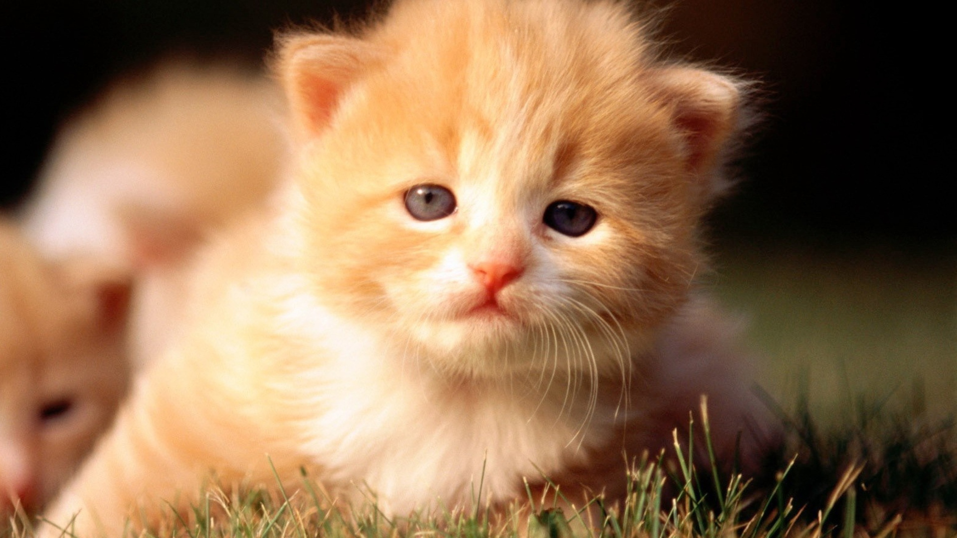 Cute Little Kitten wallpaper 1920x1080