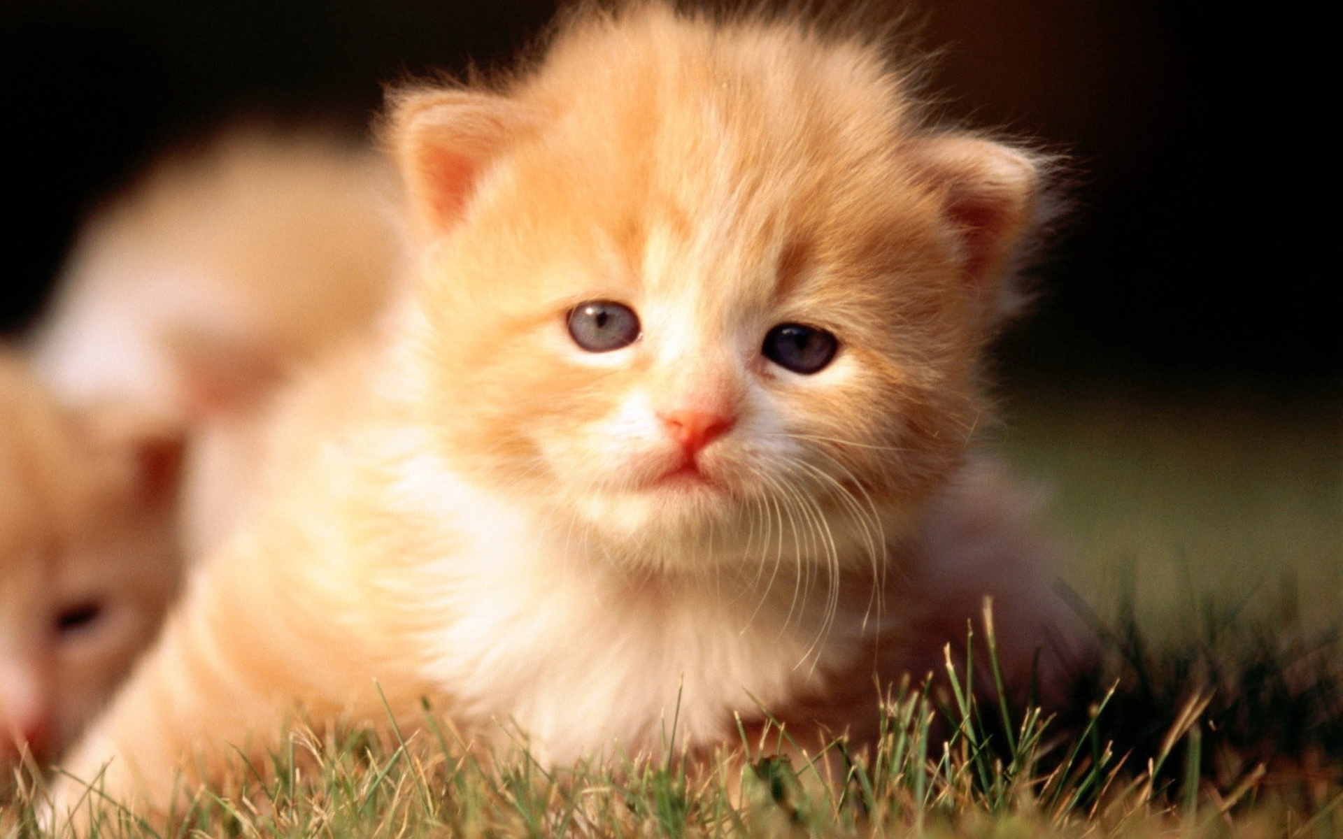 Screenshot №1 pro téma Cute Little Kitten 1920x1200