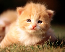 Sfondi Cute Little Kitten 220x176