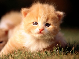 Das Cute Little Kitten Wallpaper 320x240