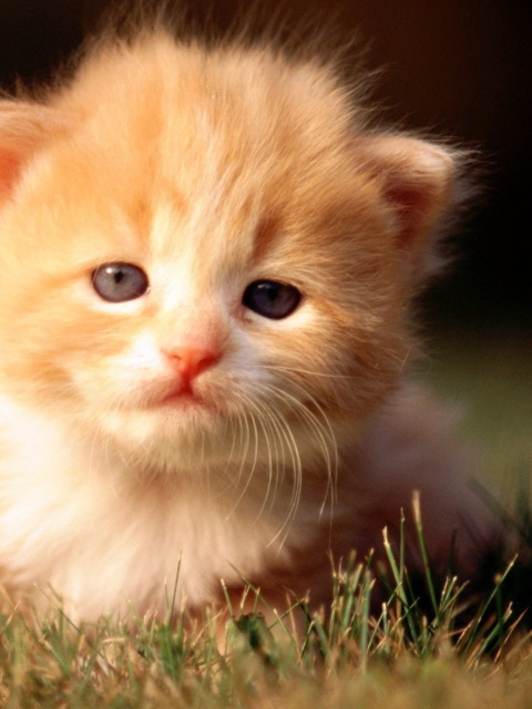 Das Cute Little Kitten Wallpaper 480x640