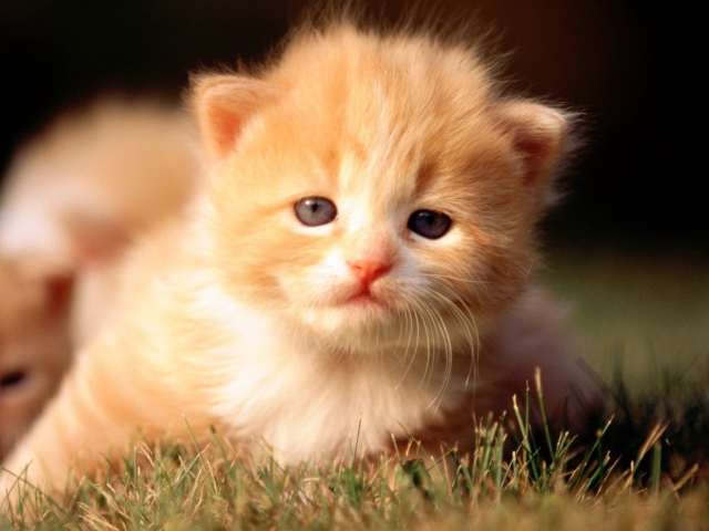 Das Cute Little Kitten Wallpaper 640x480