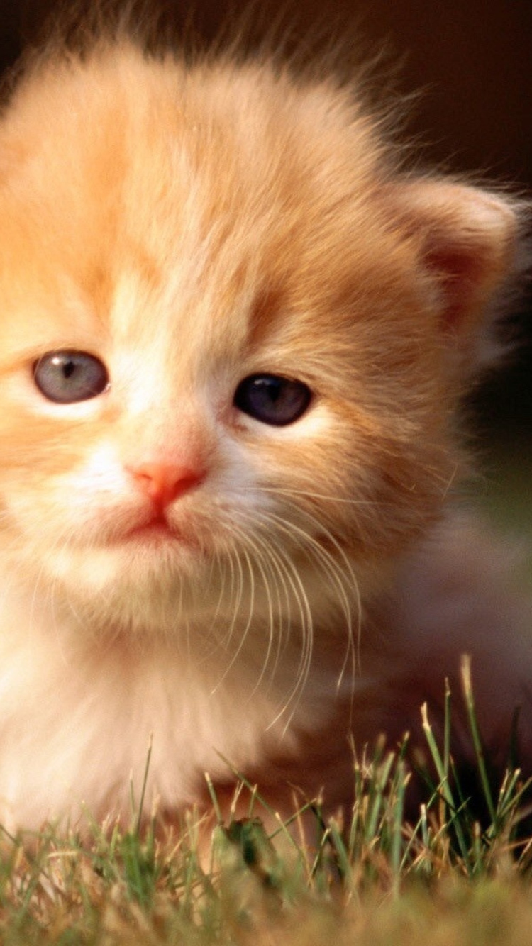 Das Cute Little Kitten Wallpaper 750x1334