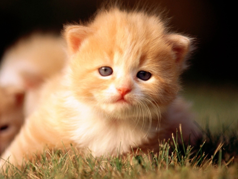 Sfondi Cute Little Kitten 800x600