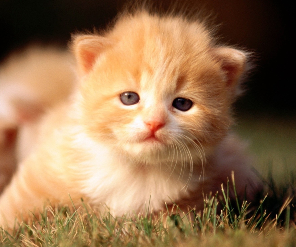 Fondo de pantalla Cute Little Kitten 960x800
