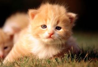 Kostenloses Cute Little Kitten Wallpaper für Android, iPhone und iPad