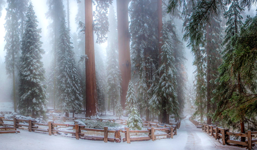 Sfondi Sequoia in Winter 1024x600