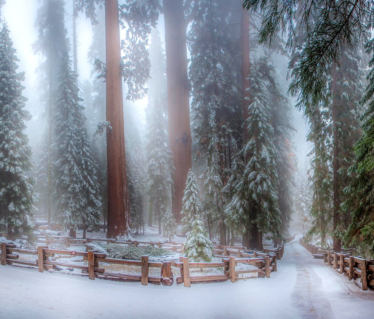 Das Sequoia in Winter Wallpaper 1200x1024