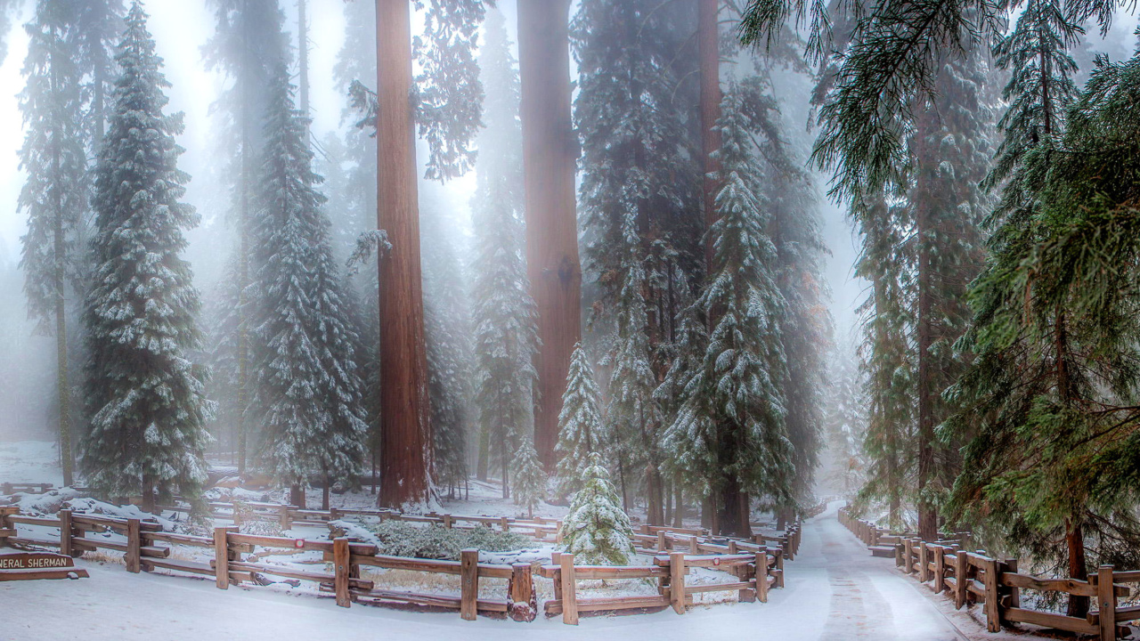 Обои Sequoia in Winter 1280x720