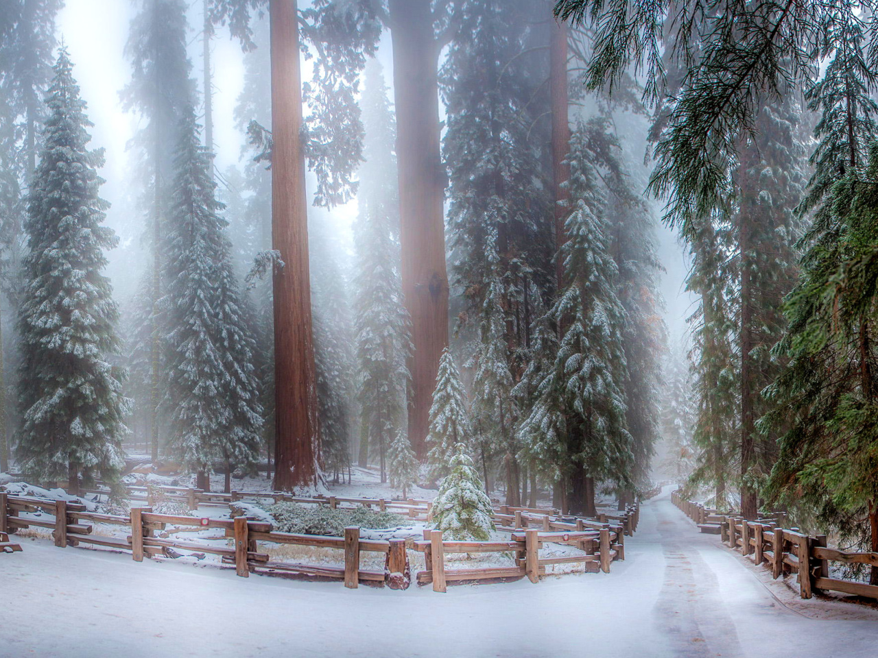 Обои Sequoia in Winter 1280x960