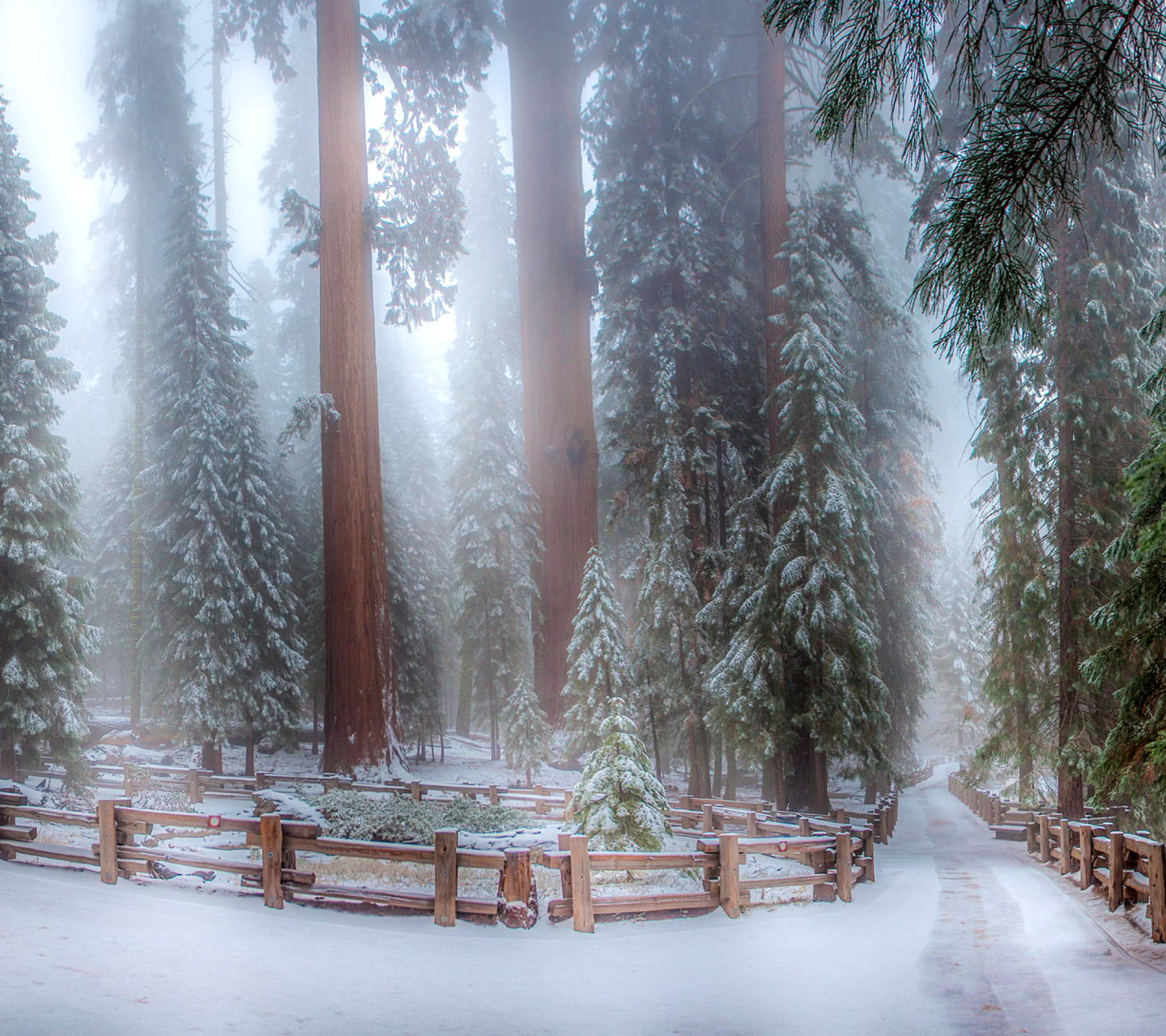 Das Sequoia in Winter Wallpaper 1440x1280