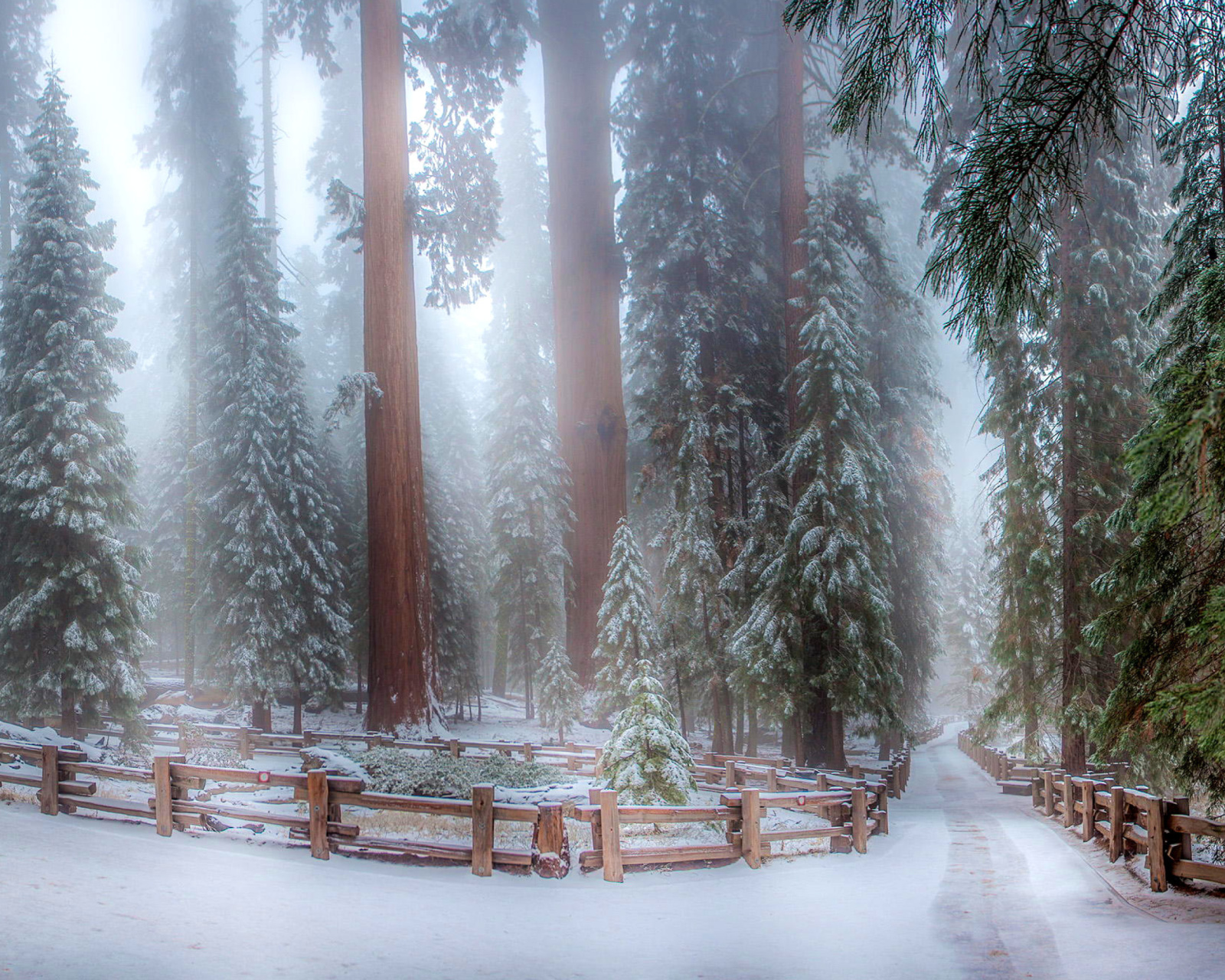 Das Sequoia in Winter Wallpaper 1600x1280