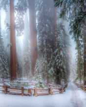 Fondo de pantalla Sequoia in Winter 176x220
