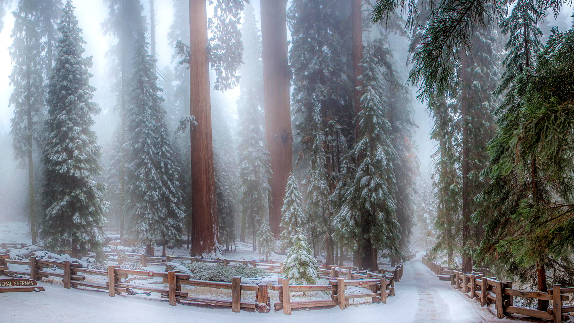 Sfondi Sequoia in Winter 1920x1080