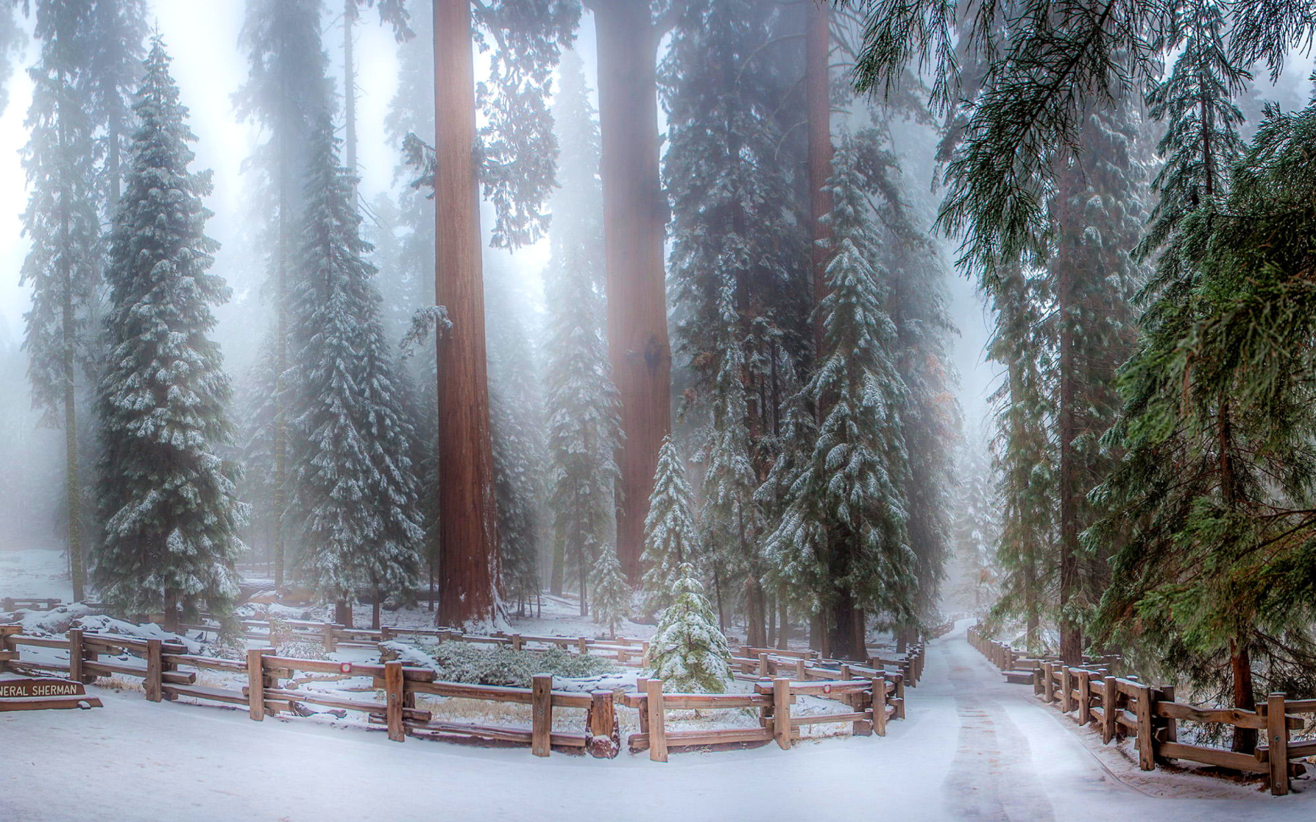 Screenshot №1 pro téma Sequoia in Winter 1920x1200
