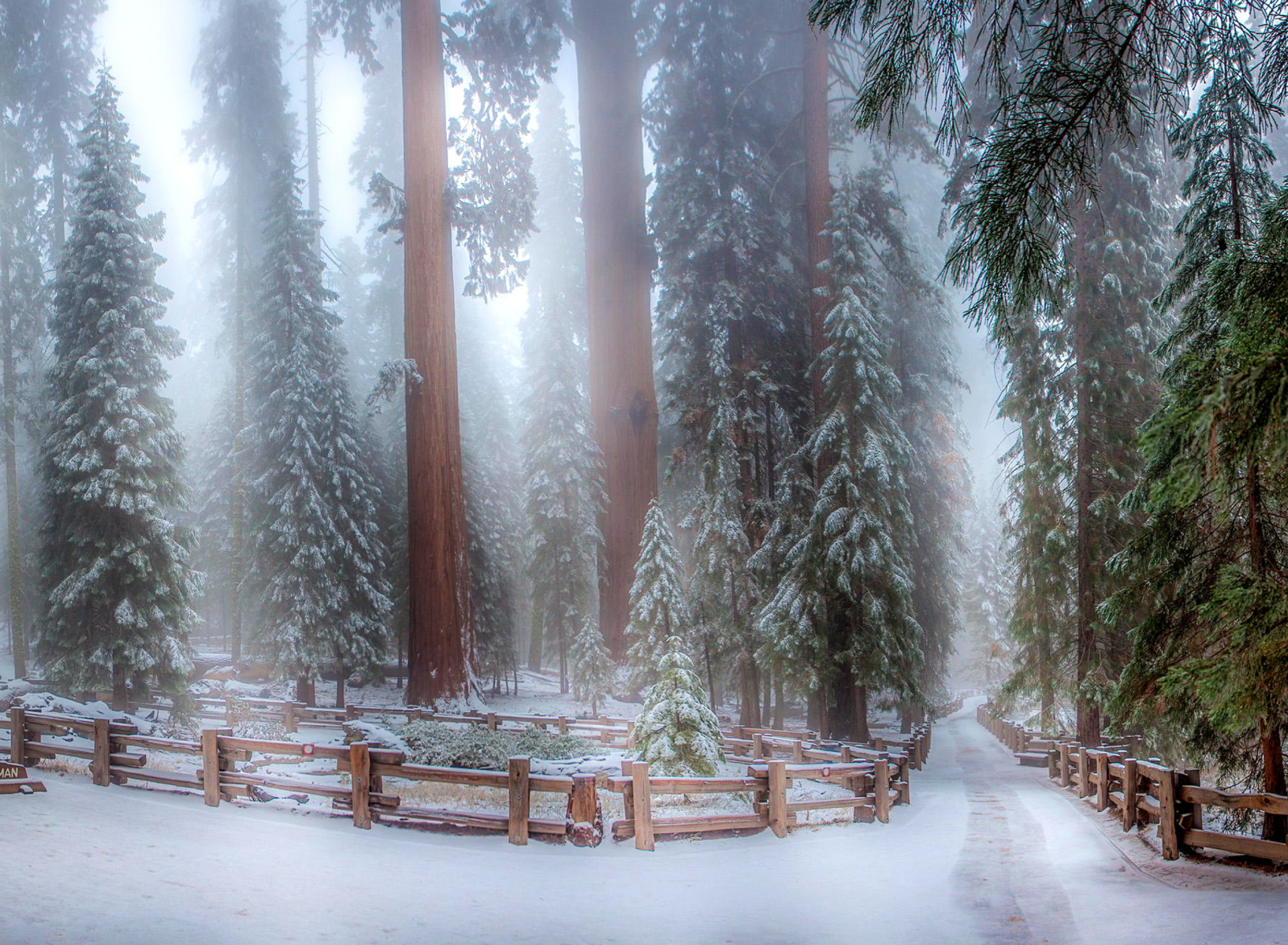 Обои Sequoia in Winter 1920x1408