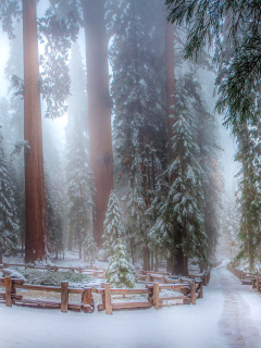 Sequoia in Winter wallpaper 240x320