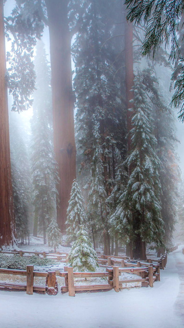 Sequoia in Winter wallpaper 360x640