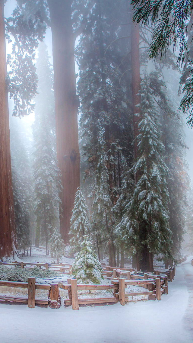 Sequoia in Winter wallpaper 640x1136