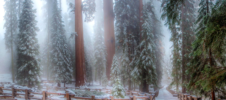 Das Sequoia in Winter Wallpaper 720x320