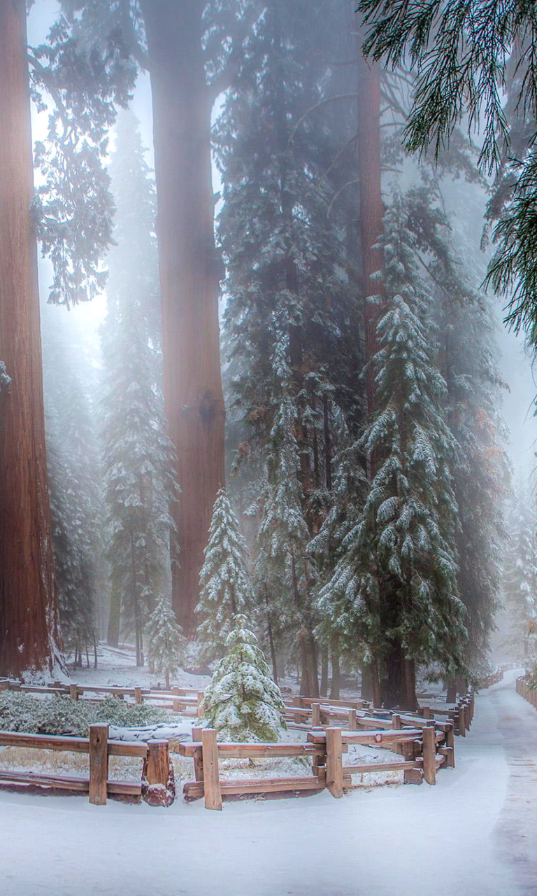 Das Sequoia in Winter Wallpaper 768x1280