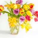 Screenshot №1 pro téma Fresh Spring Tulips 128x128