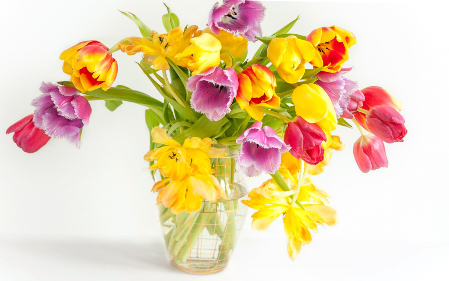 Обои Fresh Spring Tulips 1440x900