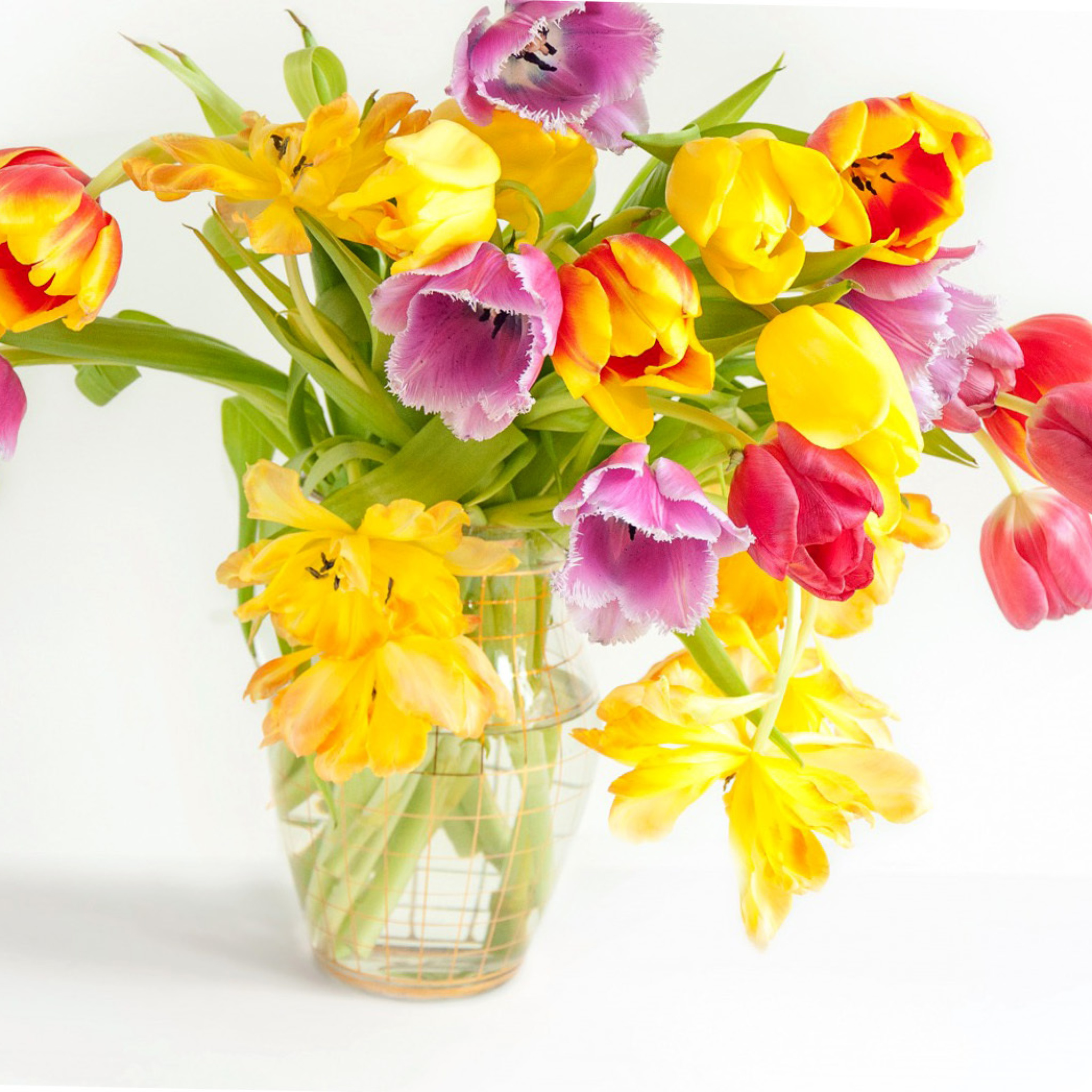 Fondo de pantalla Fresh Spring Tulips 2048x2048