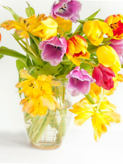 Fondo de pantalla Fresh Spring Tulips 240x320