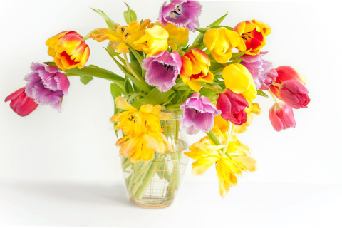 Screenshot №1 pro téma Fresh Spring Tulips 480x320