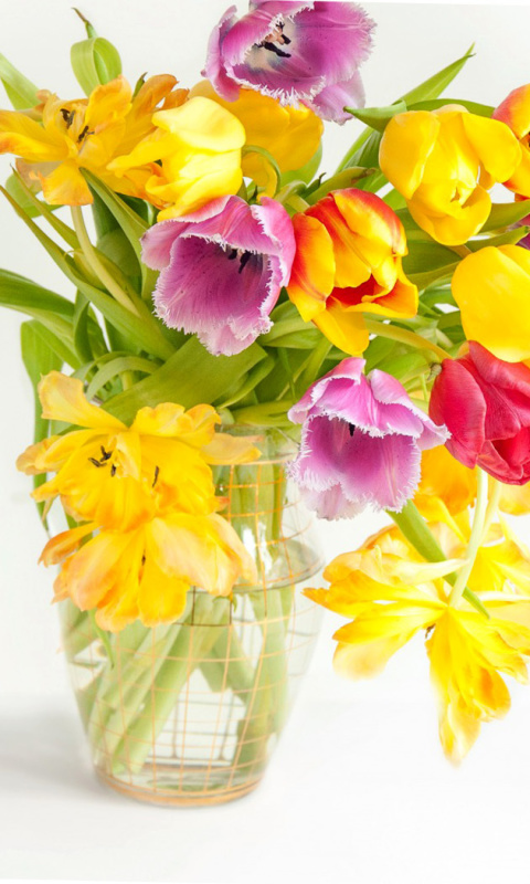 Fondo de pantalla Fresh Spring Tulips 480x800