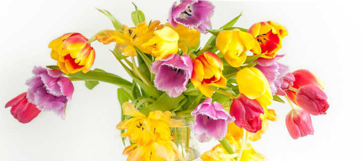 Sfondi Fresh Spring Tulips 720x320