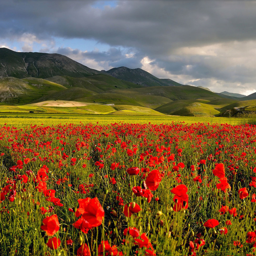 Fondo de pantalla Poppy Field 1024x1024