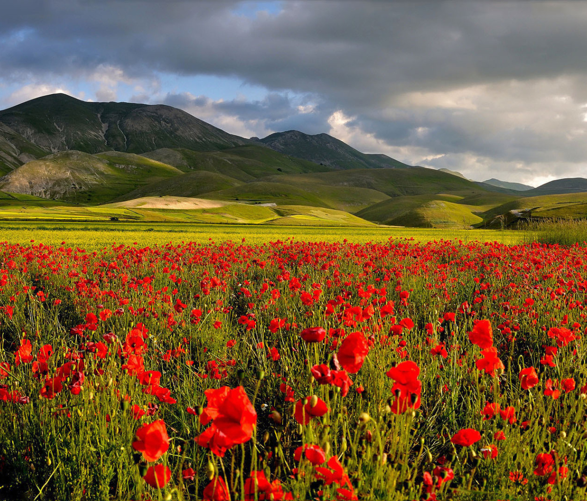 Обои Poppy Field 1200x1024