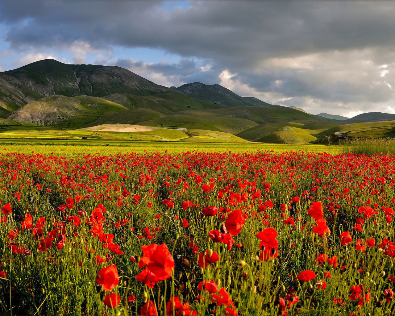 Fondo de pantalla Poppy Field 1280x1024