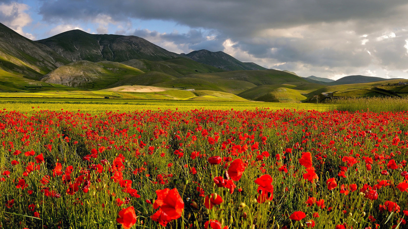 Poppy Field wallpaper 1600x900