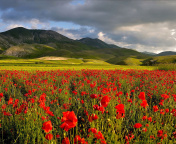 Sfondi Poppy Field 176x144