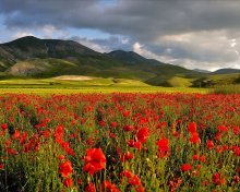 Fondo de pantalla Poppy Field 220x176