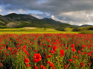 Poppy Field wallpaper 320x240